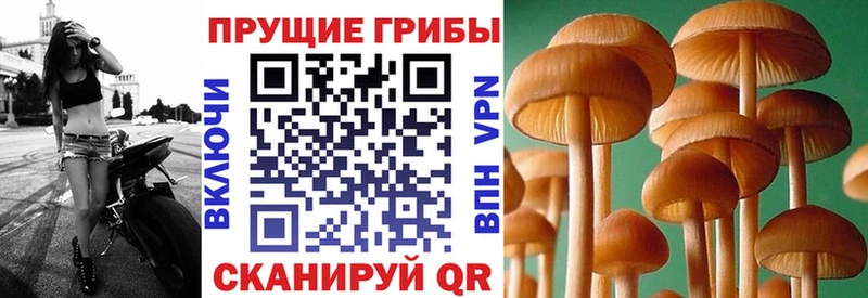 Галлюциногенные грибы мицелий  Каргат 